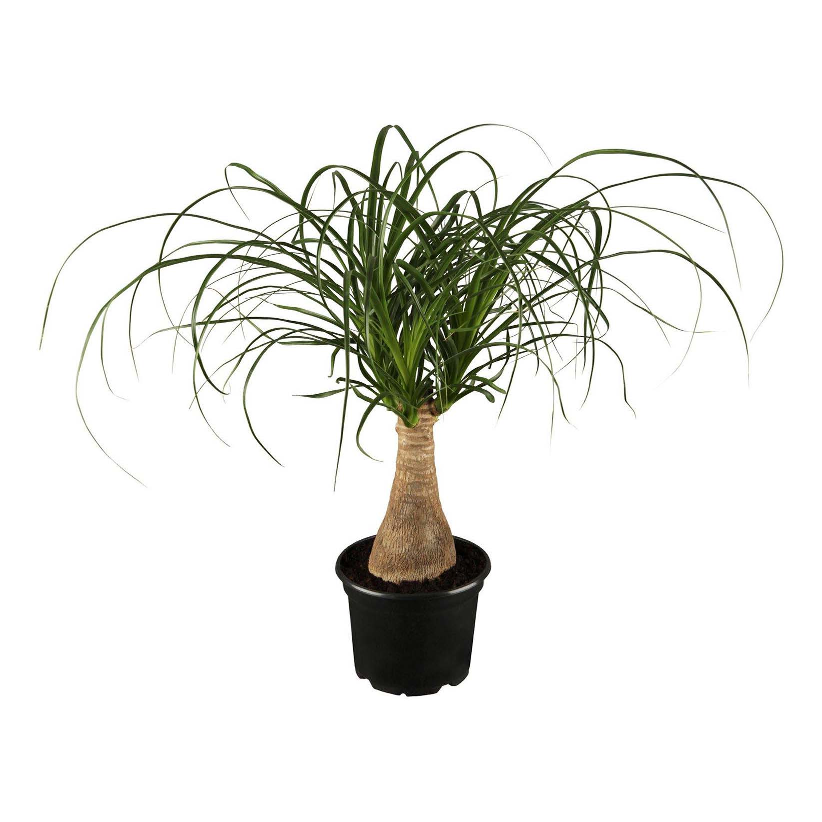 

Нолина Orangery Nolina recurvata 12 х 35 см
