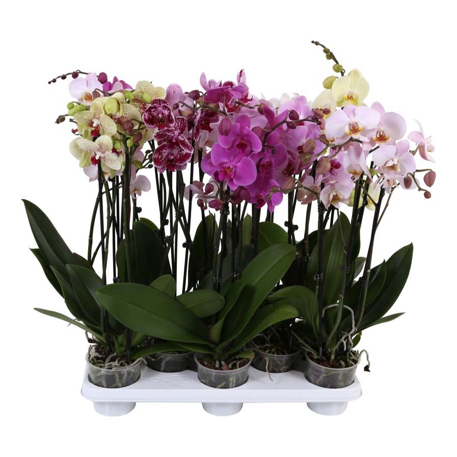 

Фаленопсис Orangery Phalaenopsis mix 12 x 60 см