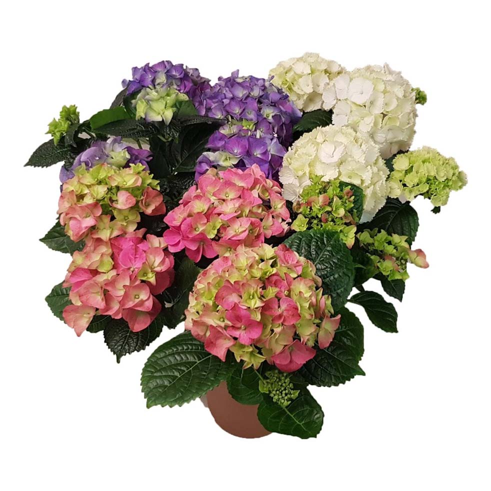 

Гортензия в горшке Orangery Hydrangea macr mix 20 см