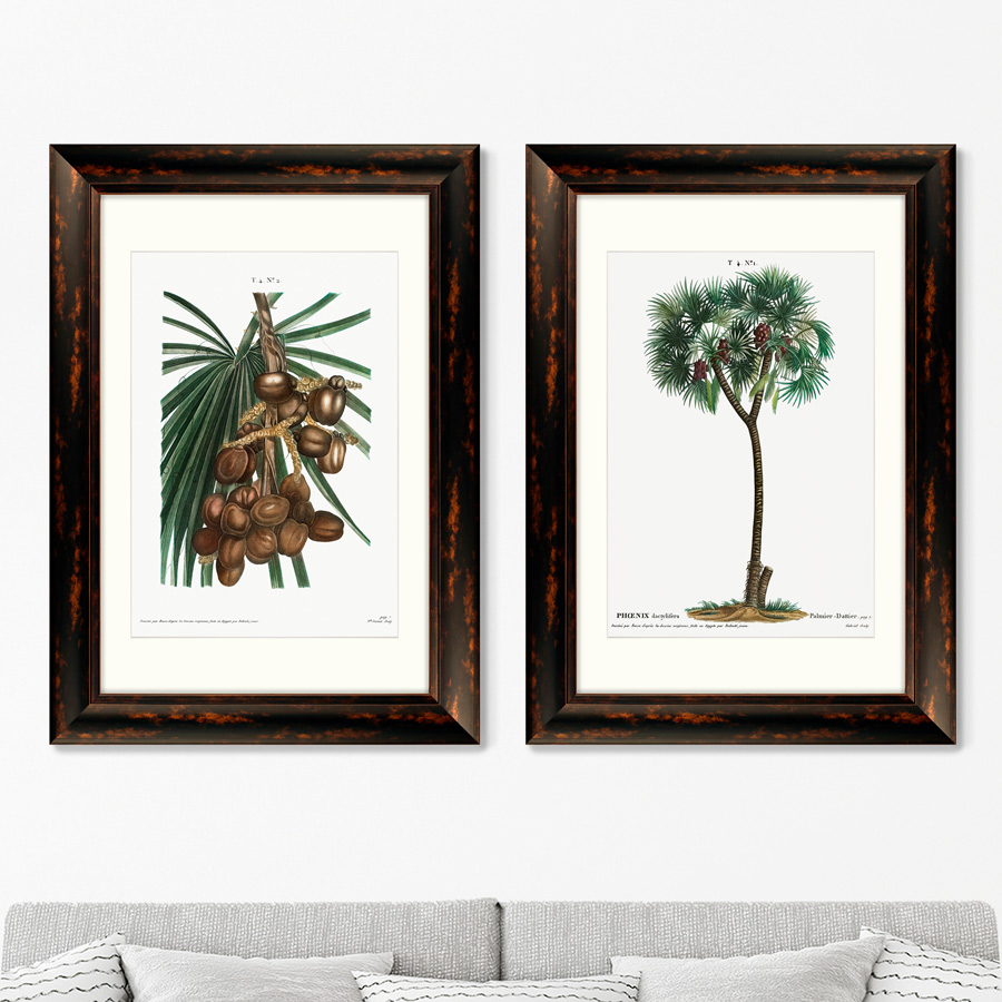 

Набор из 2-х репродукций Date palm Phoenix dactylifera from Traite II 1801г. 50,5х70,5см