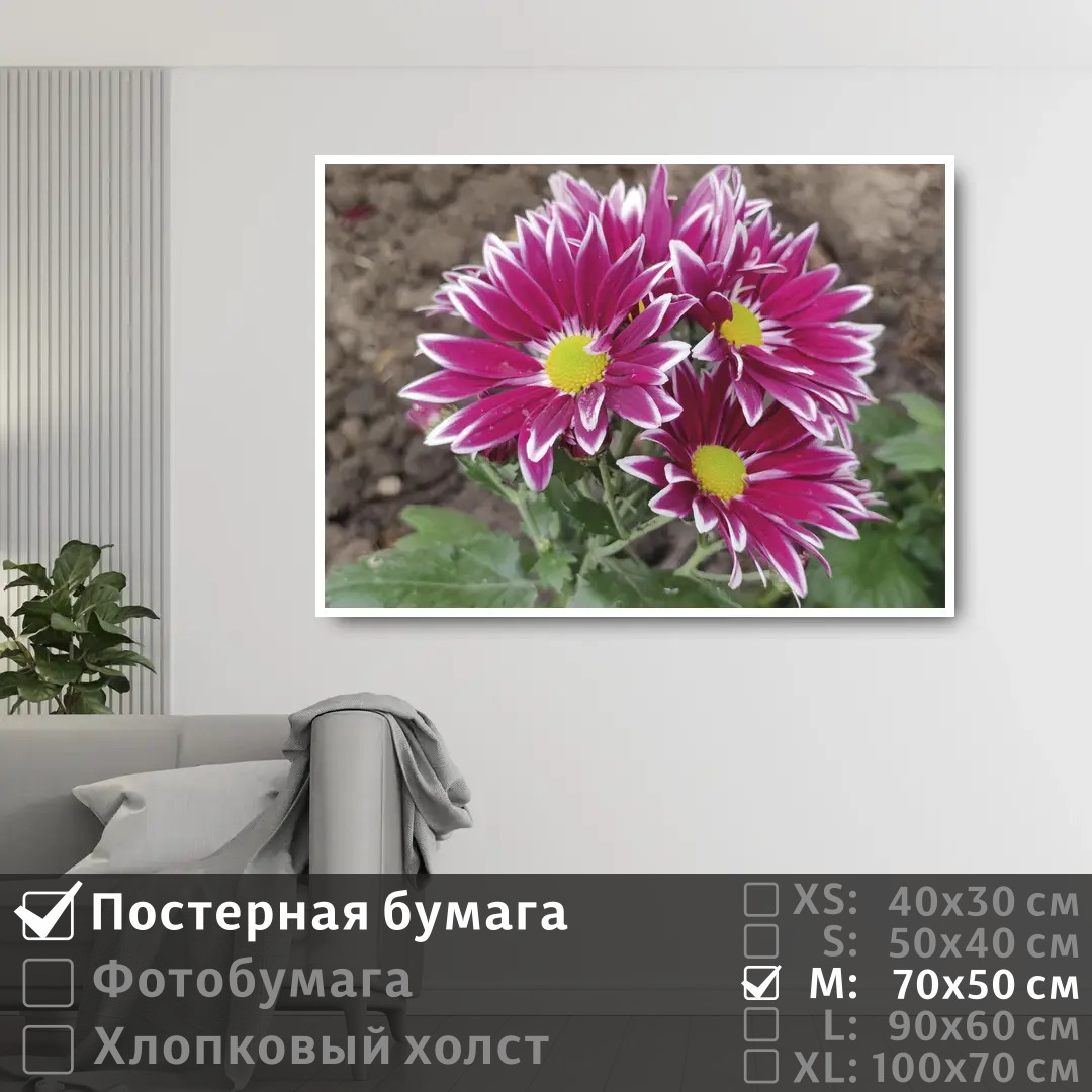 

Постер на стену ПолиЦентр Летние розовые хризантемы 70х50 см, ЛетниеРозовыеХризантемы