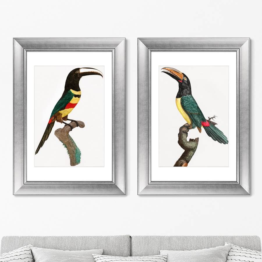 

Набор из 2-х репродукций картин в раме Black-necked Aracari 1806г. 50,5х70,5см