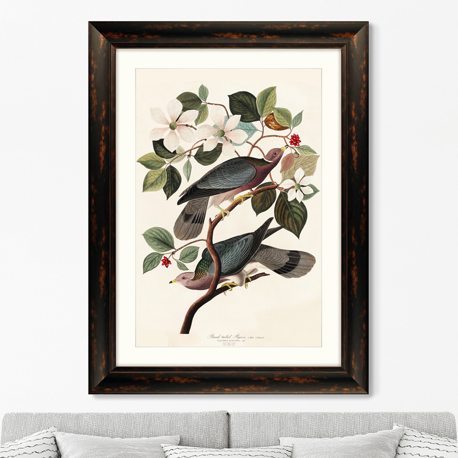 

Репродукция картины в раме Band-tailed Pigeon 1837г. Размер картины: 60,5х80,5см