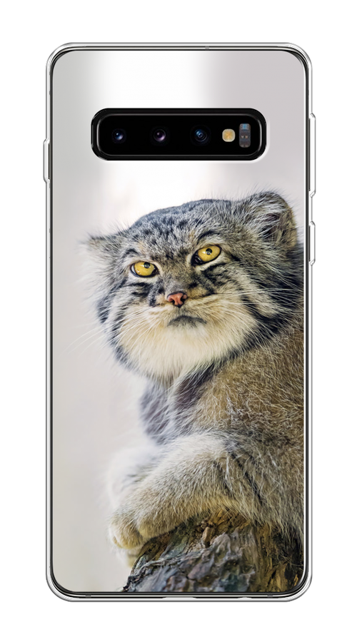 

Чехол на Samsung Galaxy S10 "Кот манул 1", Серый;белый;желтый, 27050-1