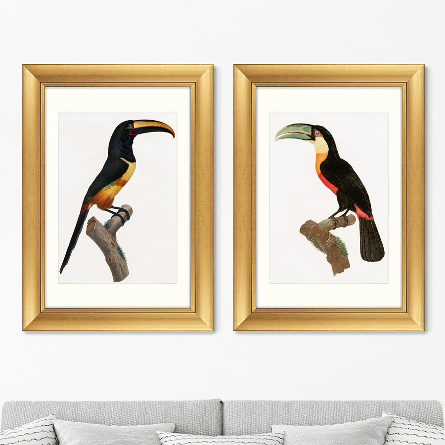 

Набор из 2-х репродукций картин в раме Beautiful toucans 1806г. 50,5х70,5см