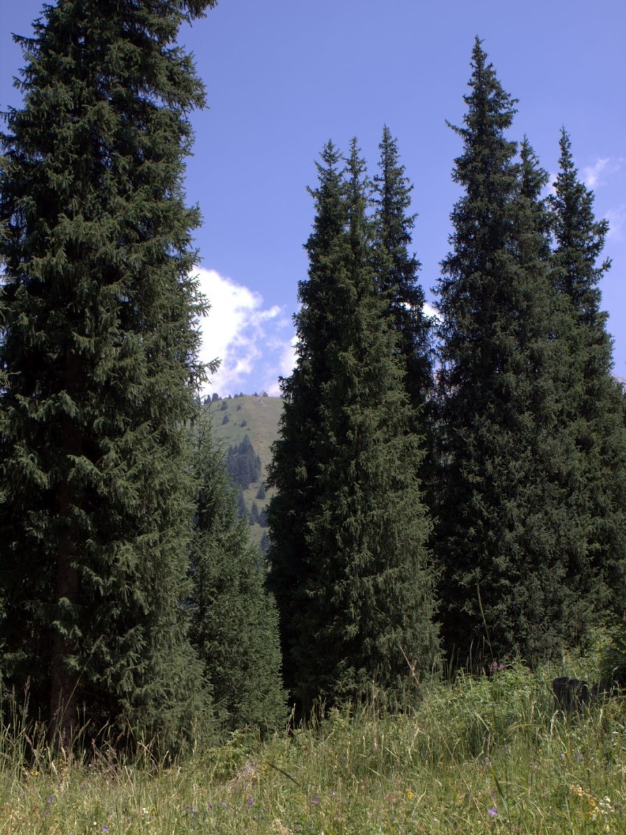 Семена Ель тянь шаньская, Бамбук Shop 20 семян