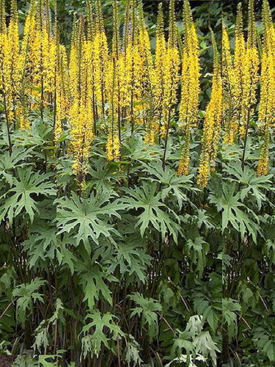 

Саженцы бузульник Пржевальского AGROVIDA 0526 1 шт.
