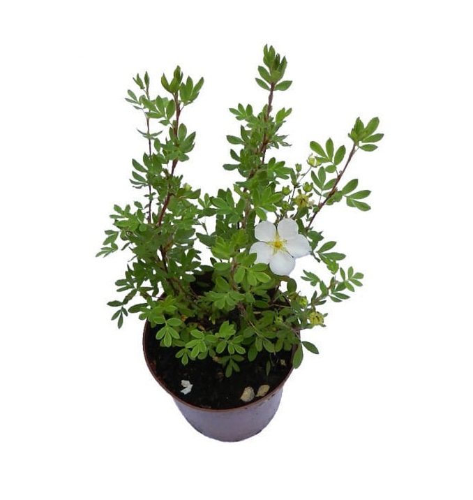 

Саженец Лапчатка белая 450 г