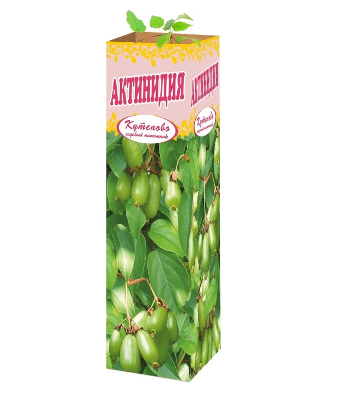 

Саженец Актинидия женская 450 г