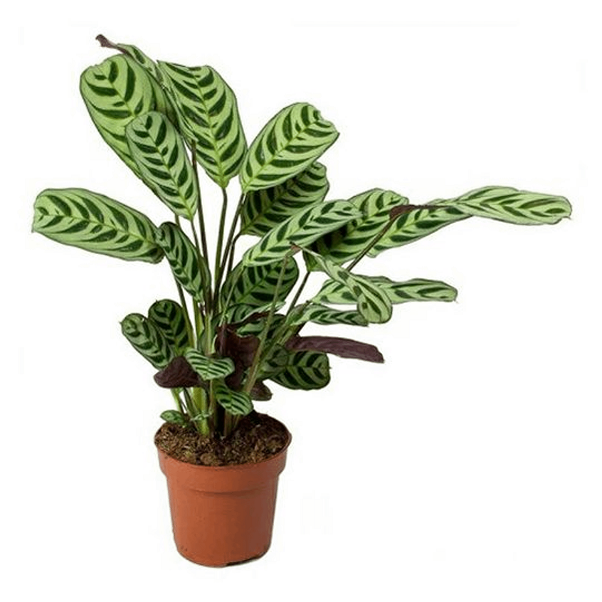 Ктенанта d12 см в ассортименте (цвет по наличию)