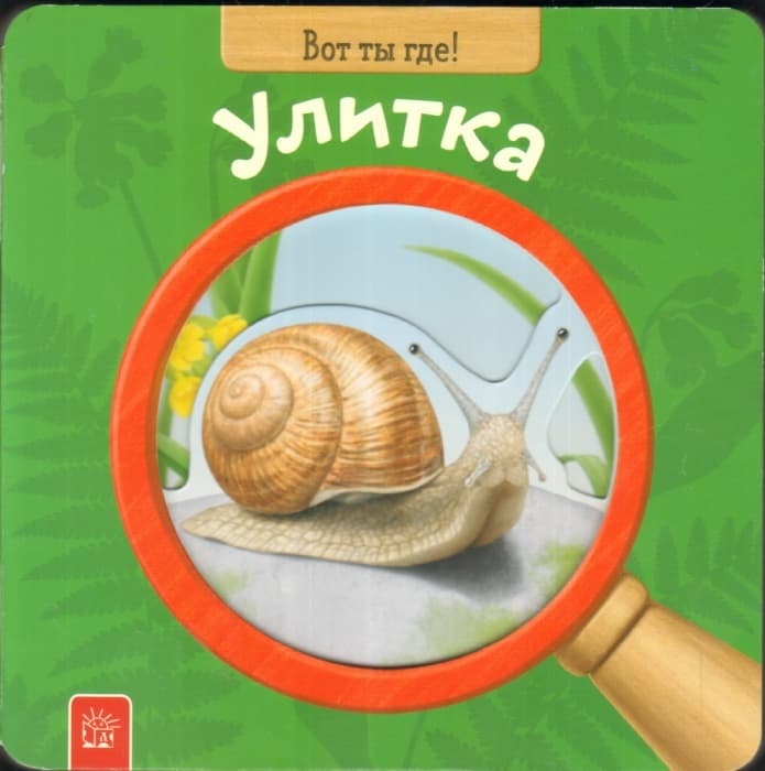 

Вот ты где! Улитка