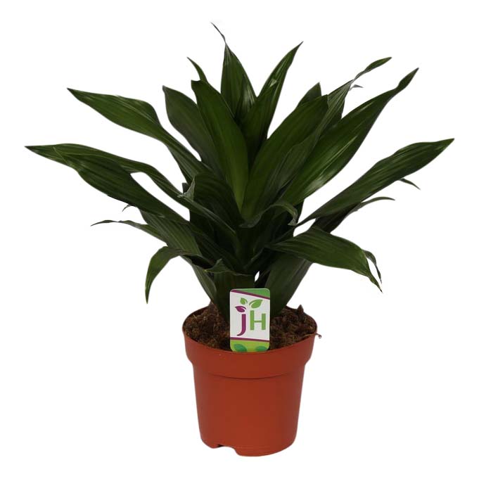 

Драцена Orangery drac. Der.greenjewel 3pp 21 х 100 см