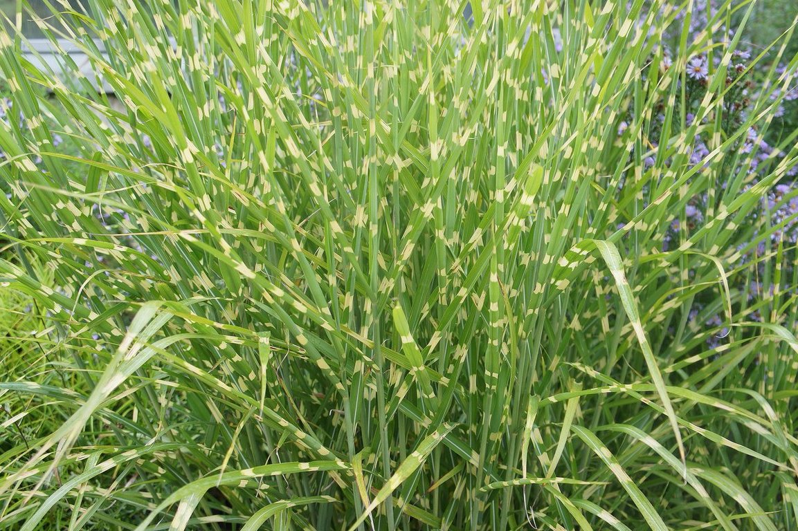 

Мискантус китайский саженец Agrovida agrovida-(ЗКС)3731 1 шт