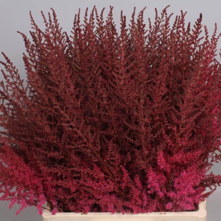 Корень цветов, Астильба, Chipollino flowers, Paul Gaarder, 138, 1 шт.