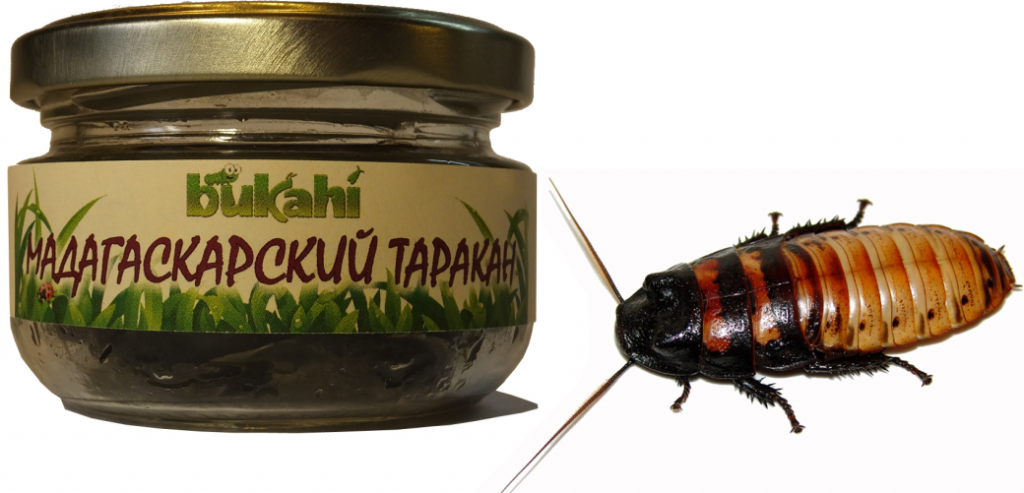 

Лакомство для всех грызунов Bukahi, мадагаскарские тараканы, без консервантов, 40 г