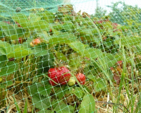 фото Сетка от птиц для защиты ягод и овощей ripoma