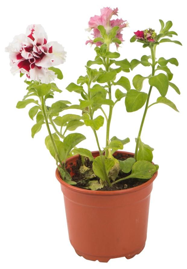 Петуния махровая смесь d12 см