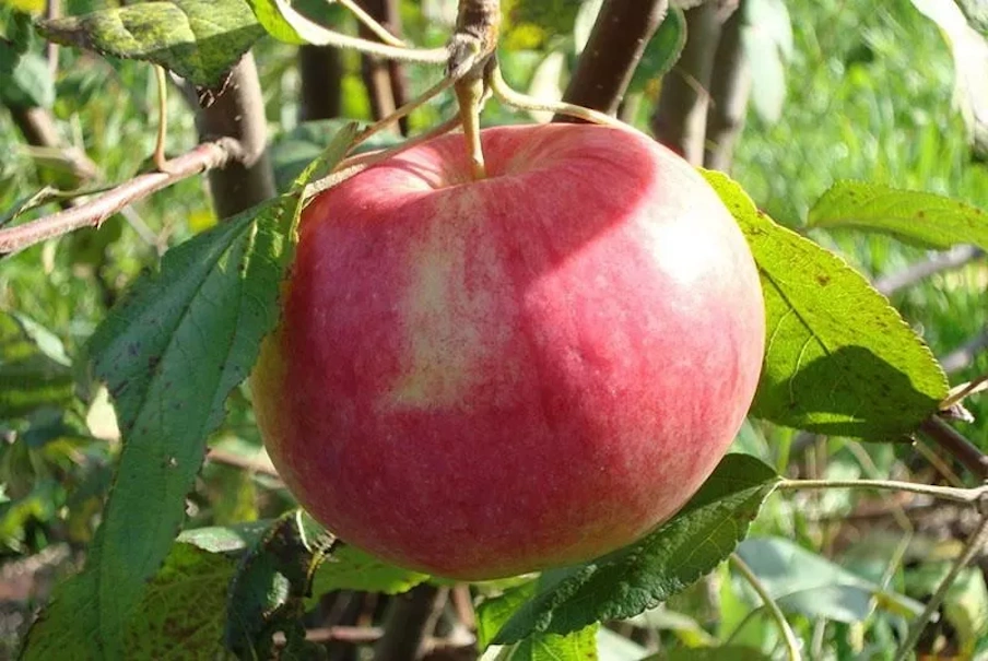 

Яблоня Мельба