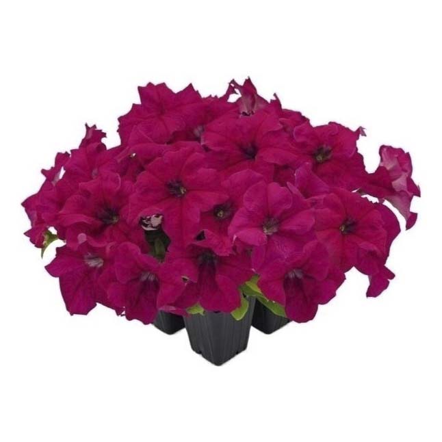 

Рассада Петуния Deep Purle 6 шт