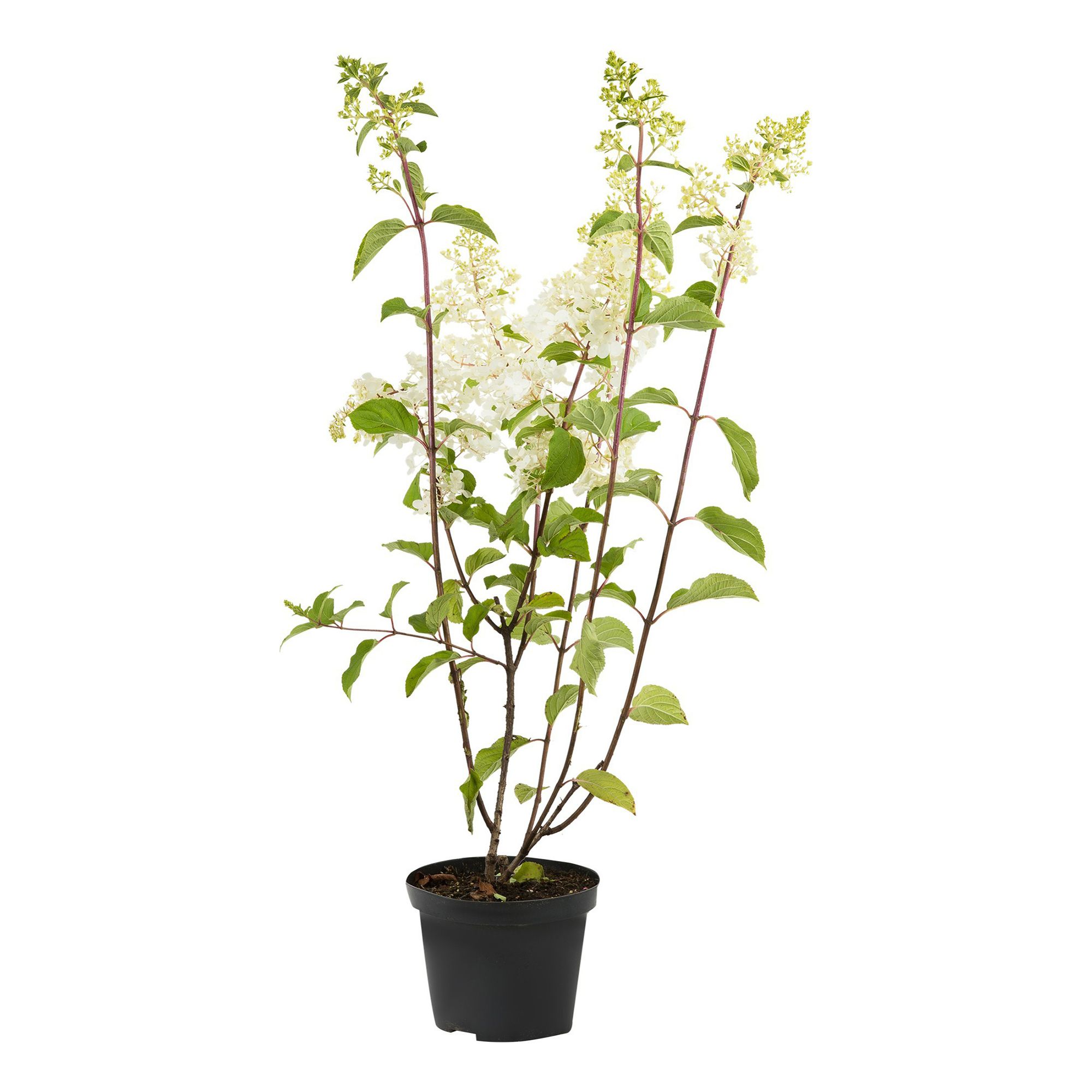 

Саженцы гортензия Фантом С1.5 PlantMarket 1 шт.