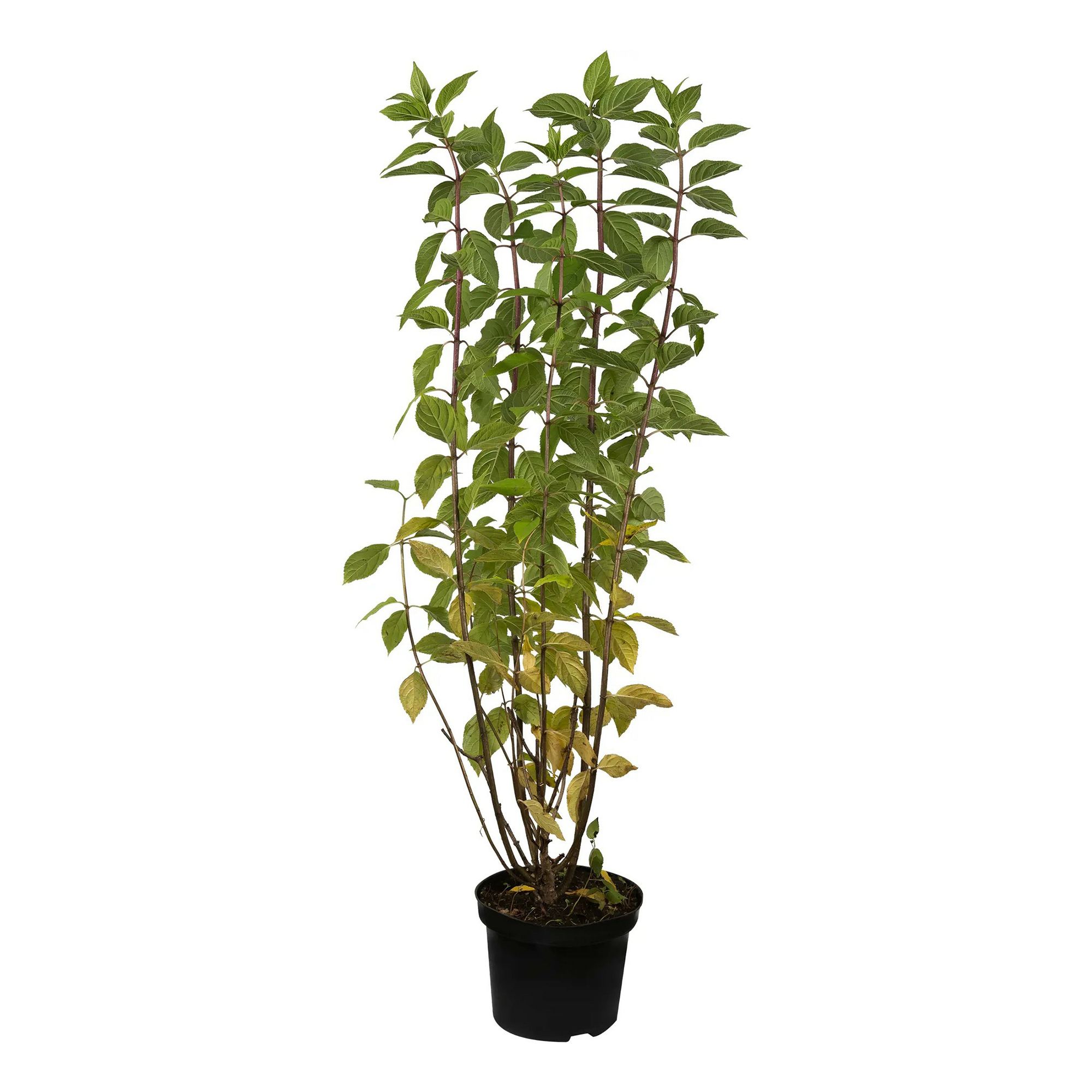 

Саженцы гортензия метельчатая Лаймлайт С1.5 PlantMarket 1 шт.
