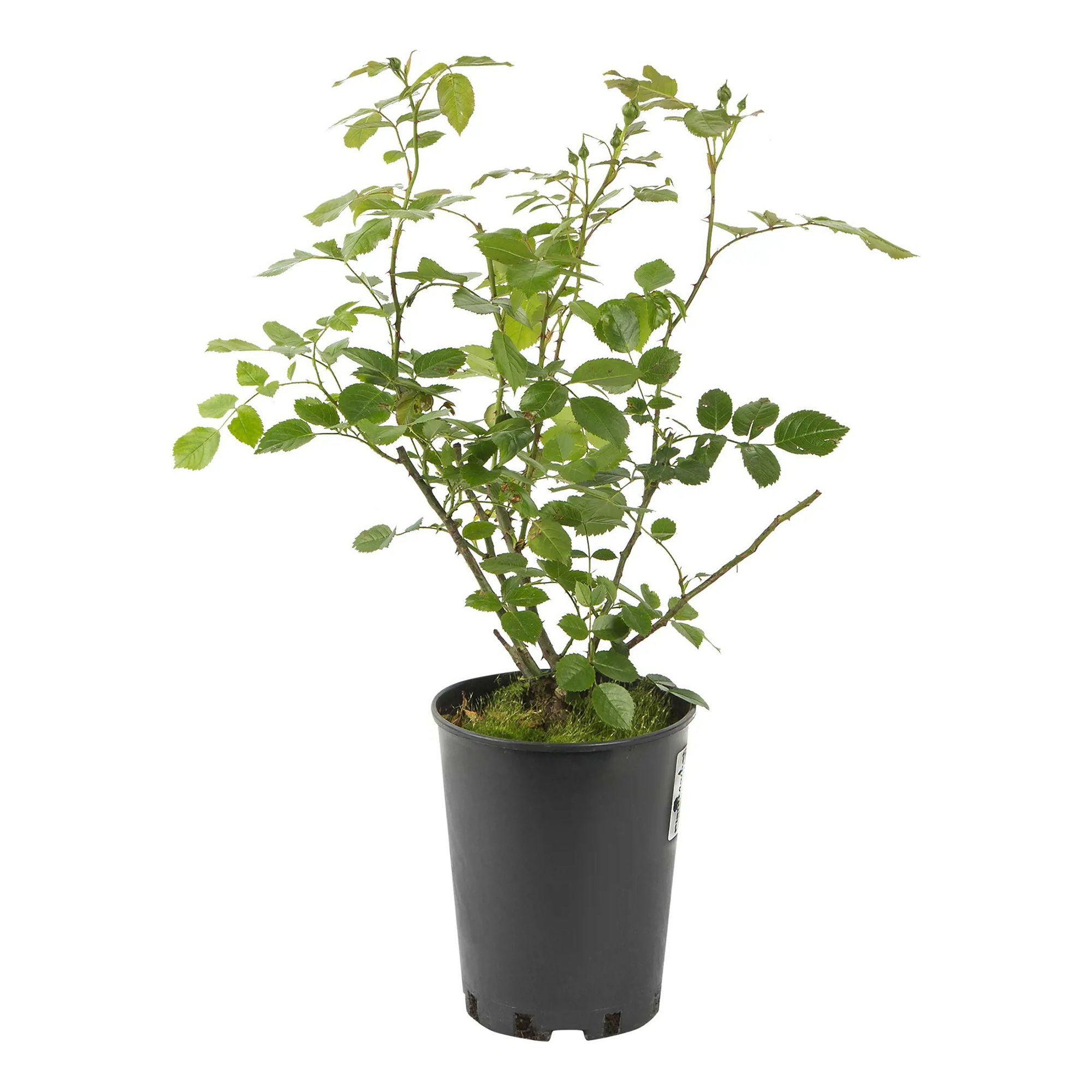 

Роза плетистая Шваненси С4 PlantMarket