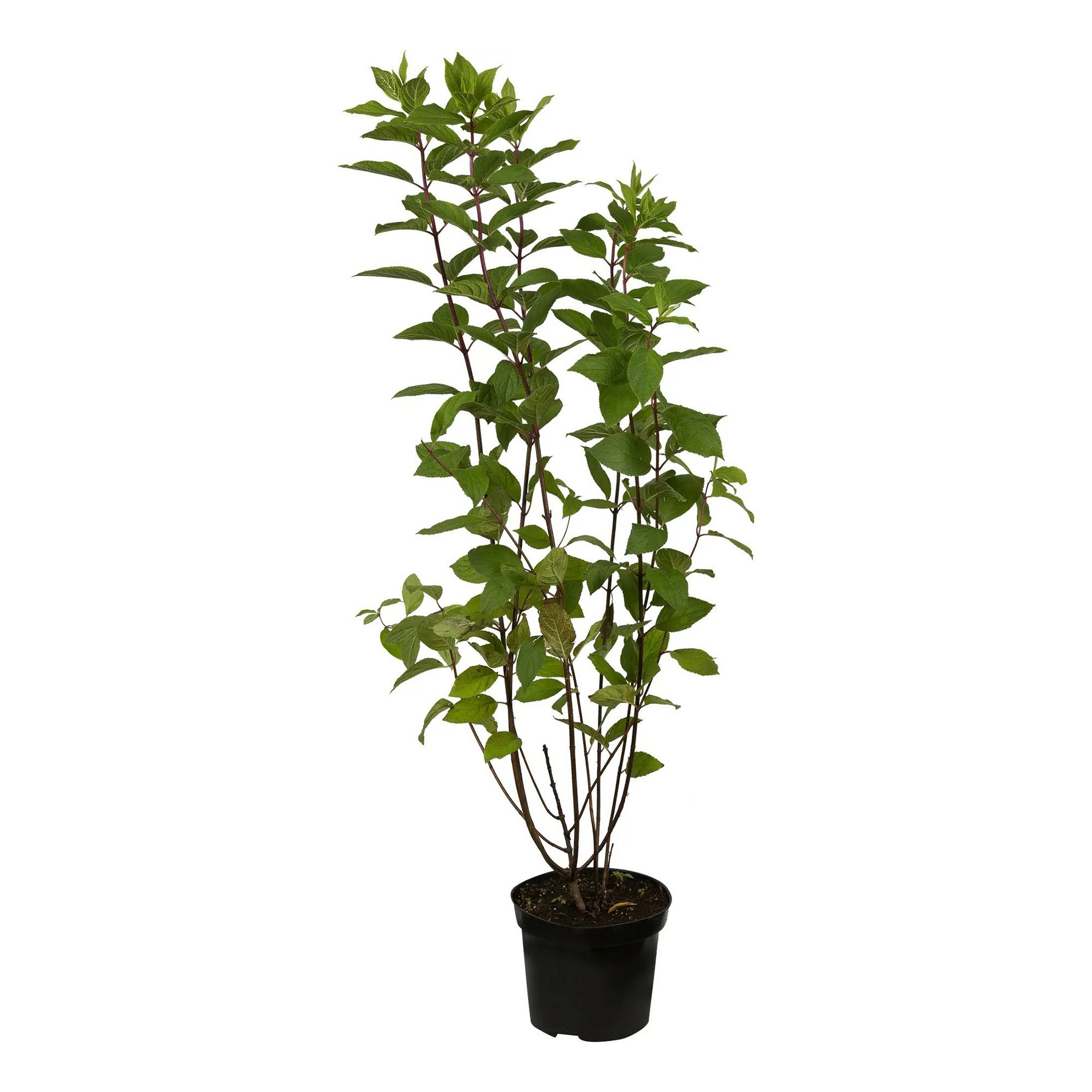 

Саженцы гортензия Саммер Лав С1.5 PlantMarket 1 шт.