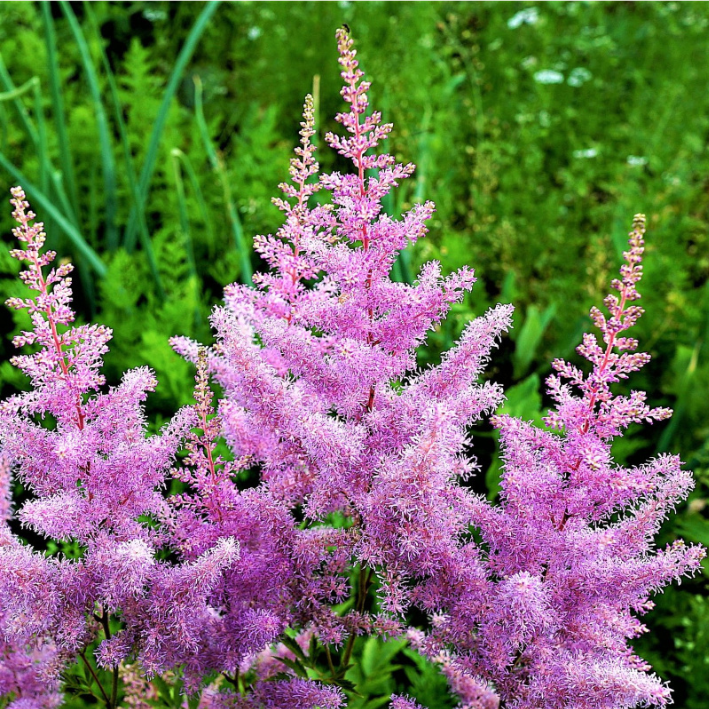 Корневища астильба Amethyst Chipollino-flowers 1 шт.