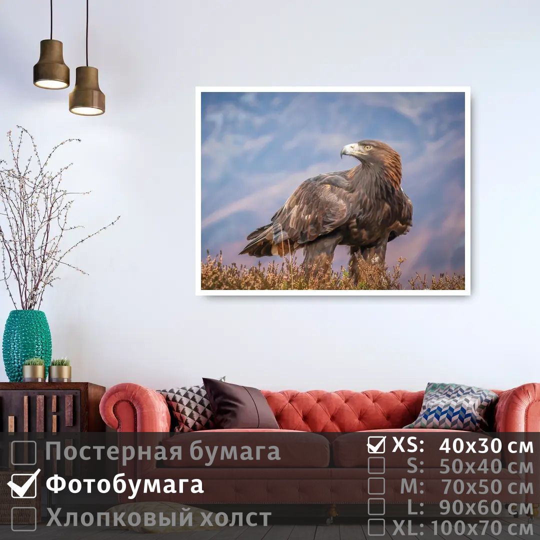 

Постер на фотобумаге ПолиЦентр Хищная птица смотрит вдаль 40х30 см, ХищнаяПтицаСмотритВдаль