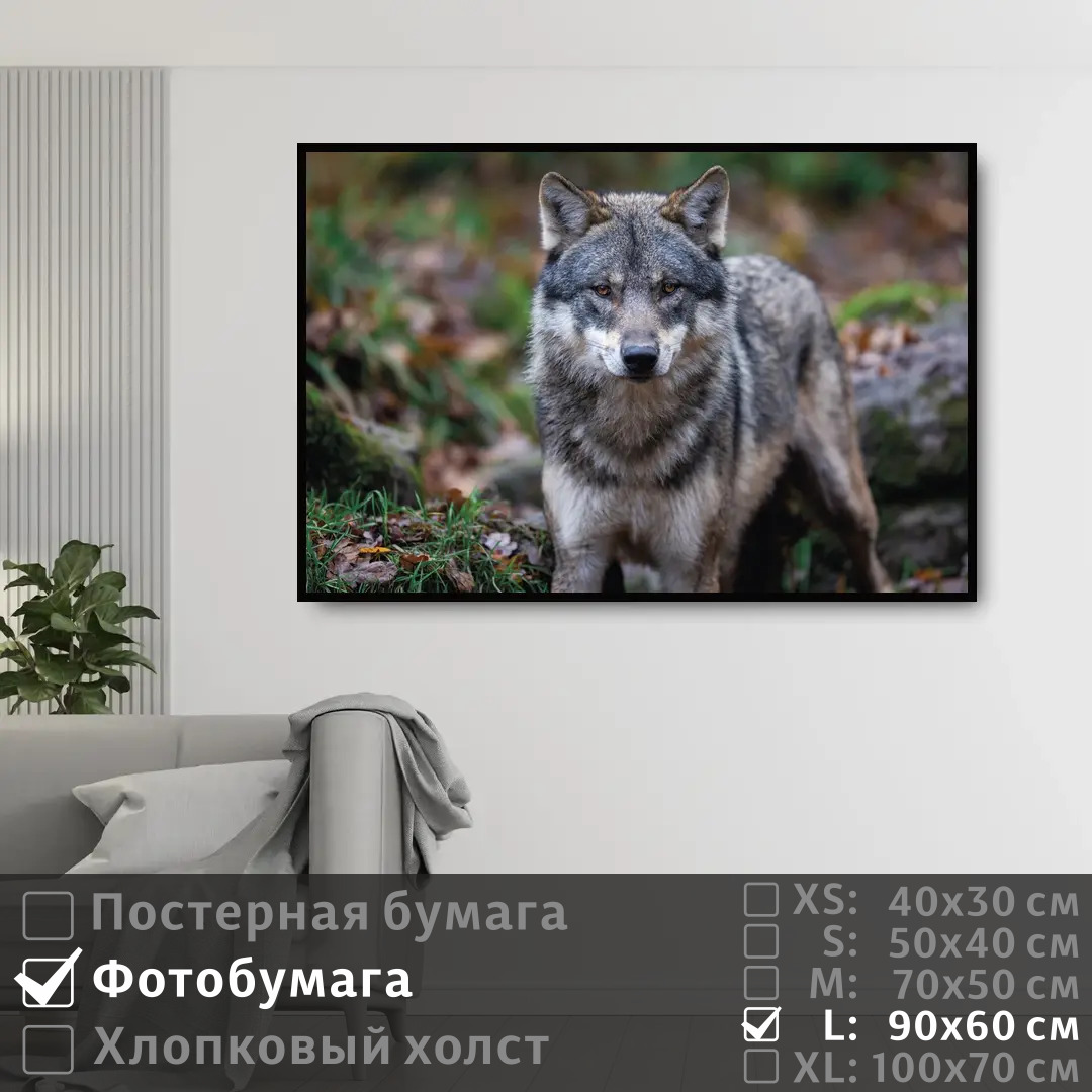 

Постер на фотобумаге ПолиЦентр Хищный волк 90х60 см, ХищныйВолк