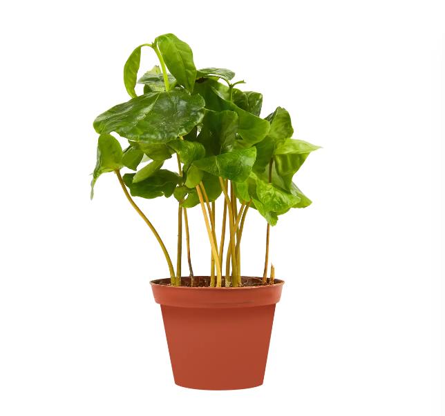 

Кофе Арабика 25 см