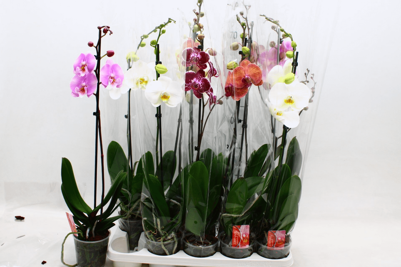 

Орхидея Фаленопсис микс 60 см