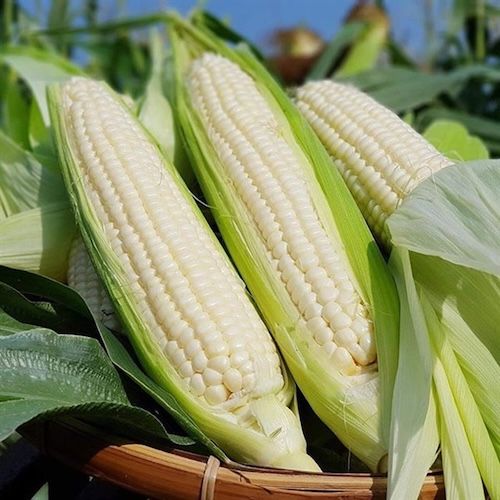 

Кукуруза большая белая 852 F1, 1-650-031