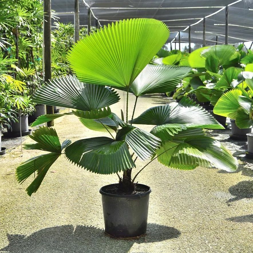 

Licuala grandis, 1-200-007