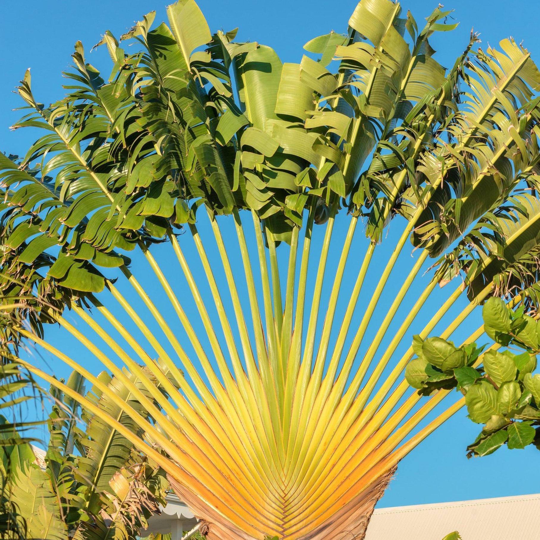 

Ravenala madagascariensis, 1-200-006