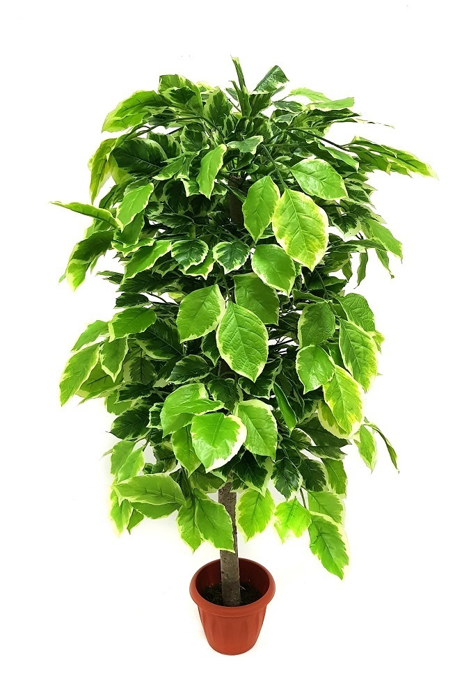 

Искусственное дерево Фикус Бенджамина, Зеленый, А-00-40-3