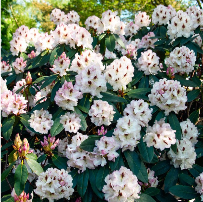 

Рододендрон С2 30 см