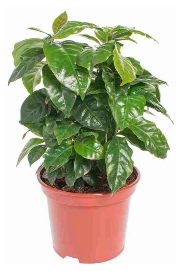 

Кофе Арабика 25 см