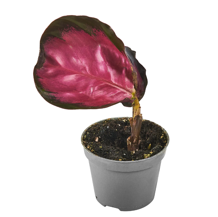 

Калатя Розеоптика Рози 12 см