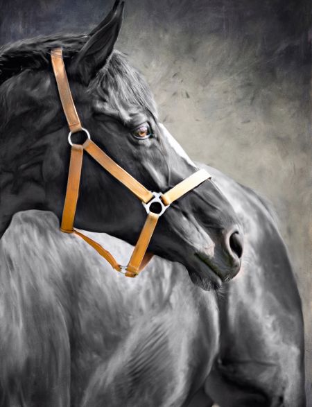 

Алмазная мозаика без подрамника Черная Лошадь, 40x30 см, 30 цветов, 56396, РА-010
