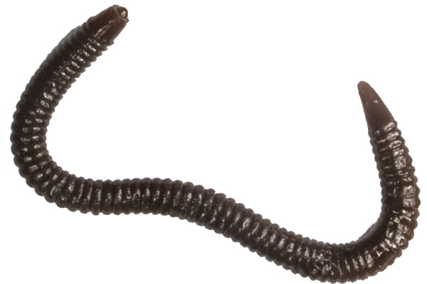 

Мягкая приманка LureMax GARDEN WORM 4''/10см, LSGW4-018 Worm Brown (20 шт.)