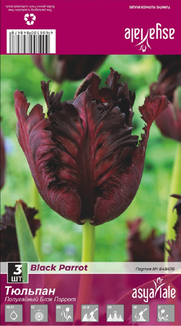 

Тюльпан попугайный Asya Lale Блэк Пэррот 3 шт