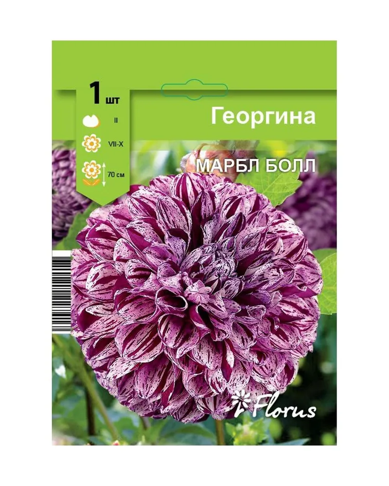 

Георгина Марбл Болл Русский Огород