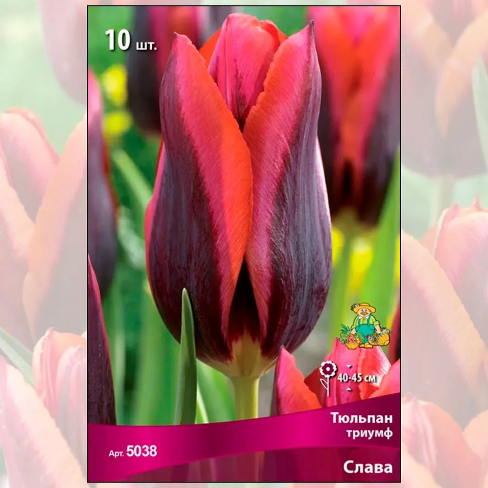 

Луковицы тюльпан Поиск Слава триумф 2 шт.