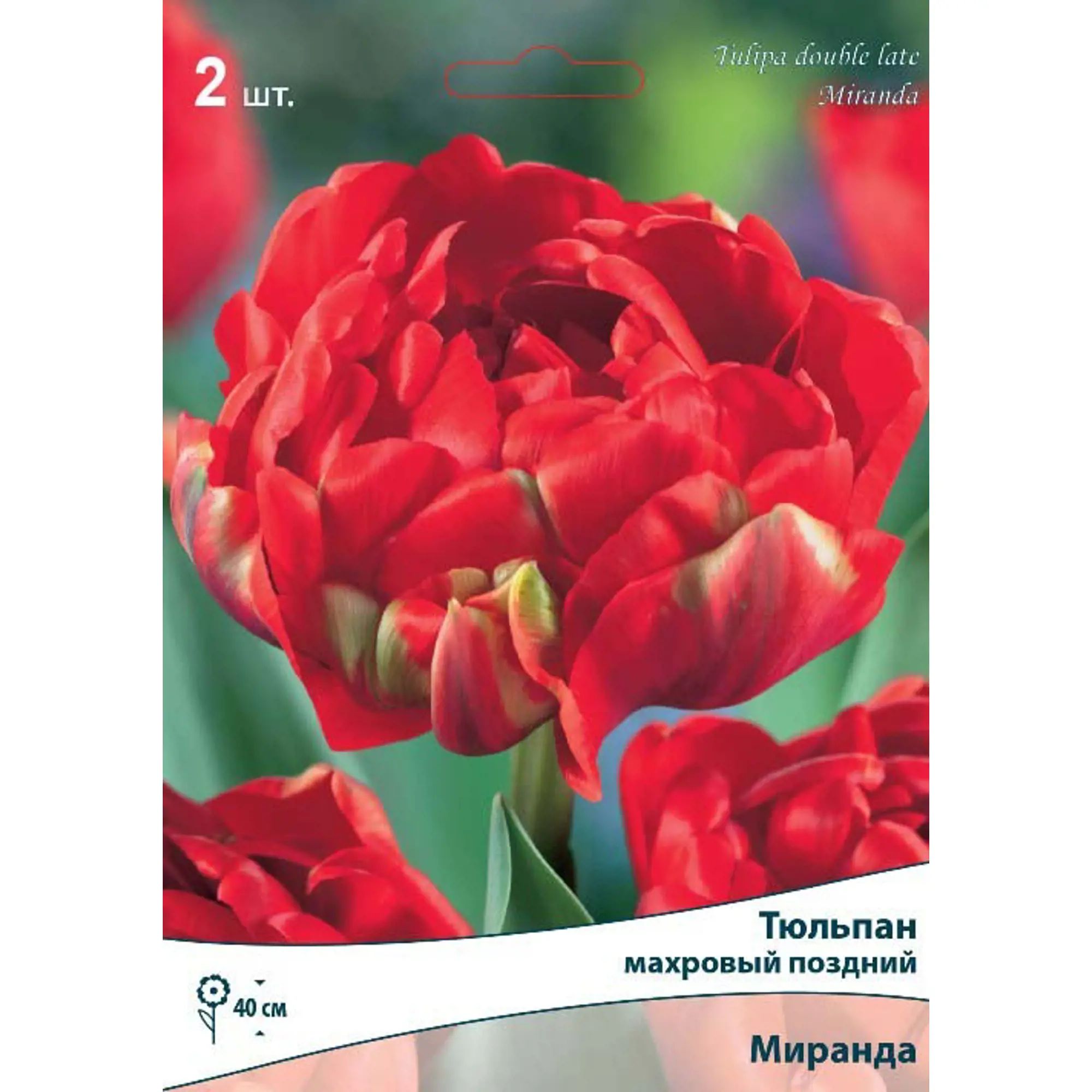 

Луковицы тюльпан Поиск Миранда 2 шт.