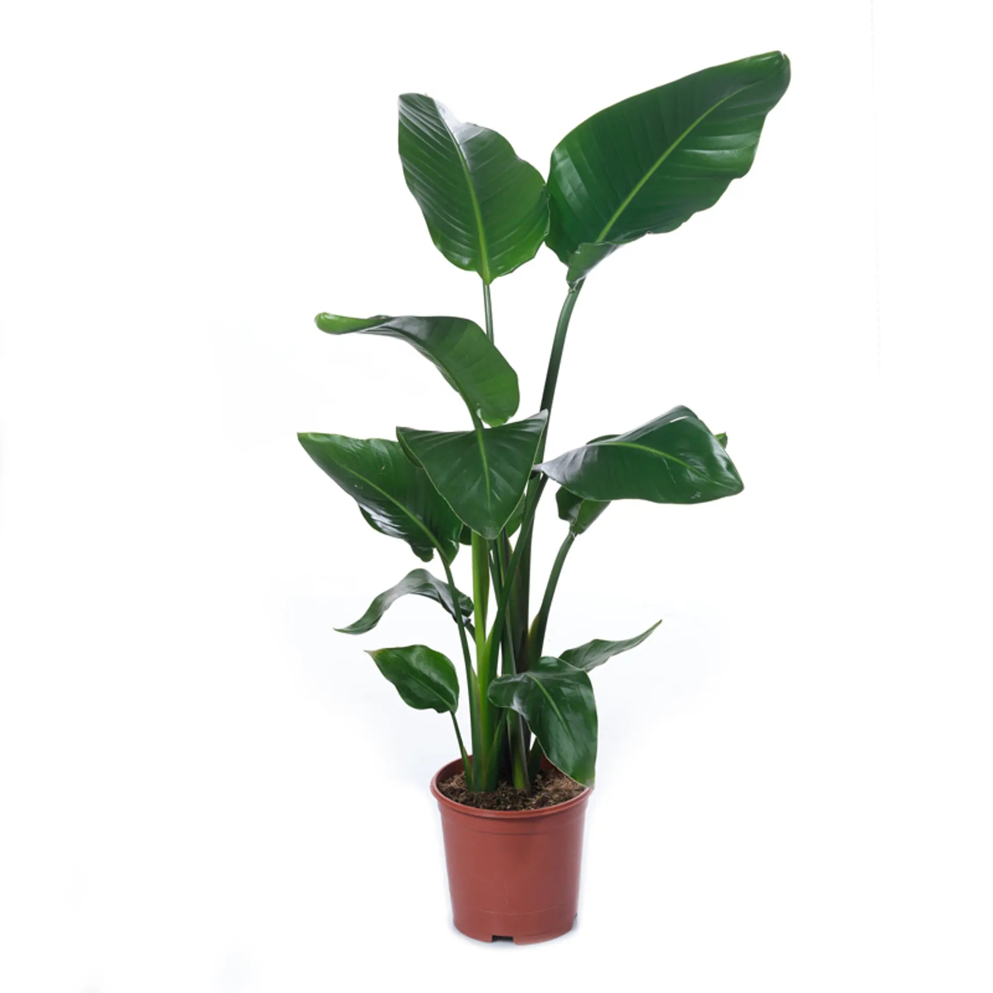 Стрелиция Королевская h50 см d15 см