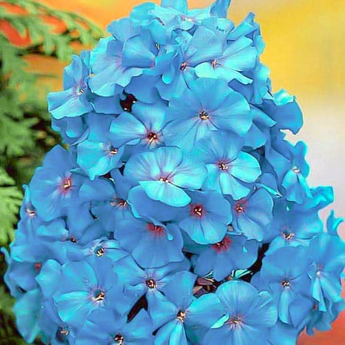 

Луковица Флокс Блу