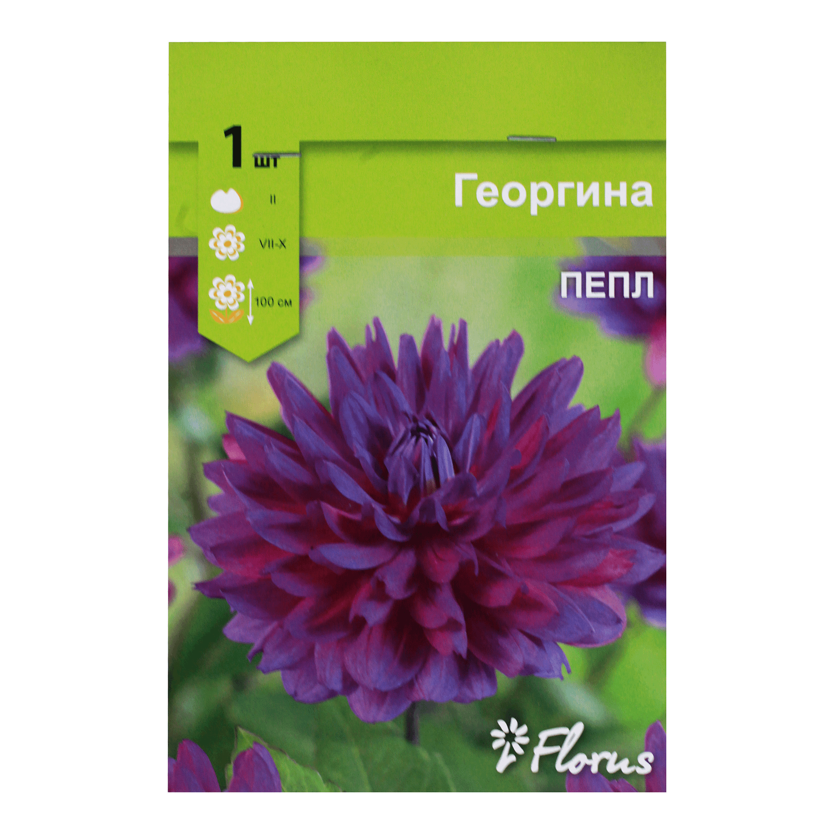 

Луковица Георгина Пепл
