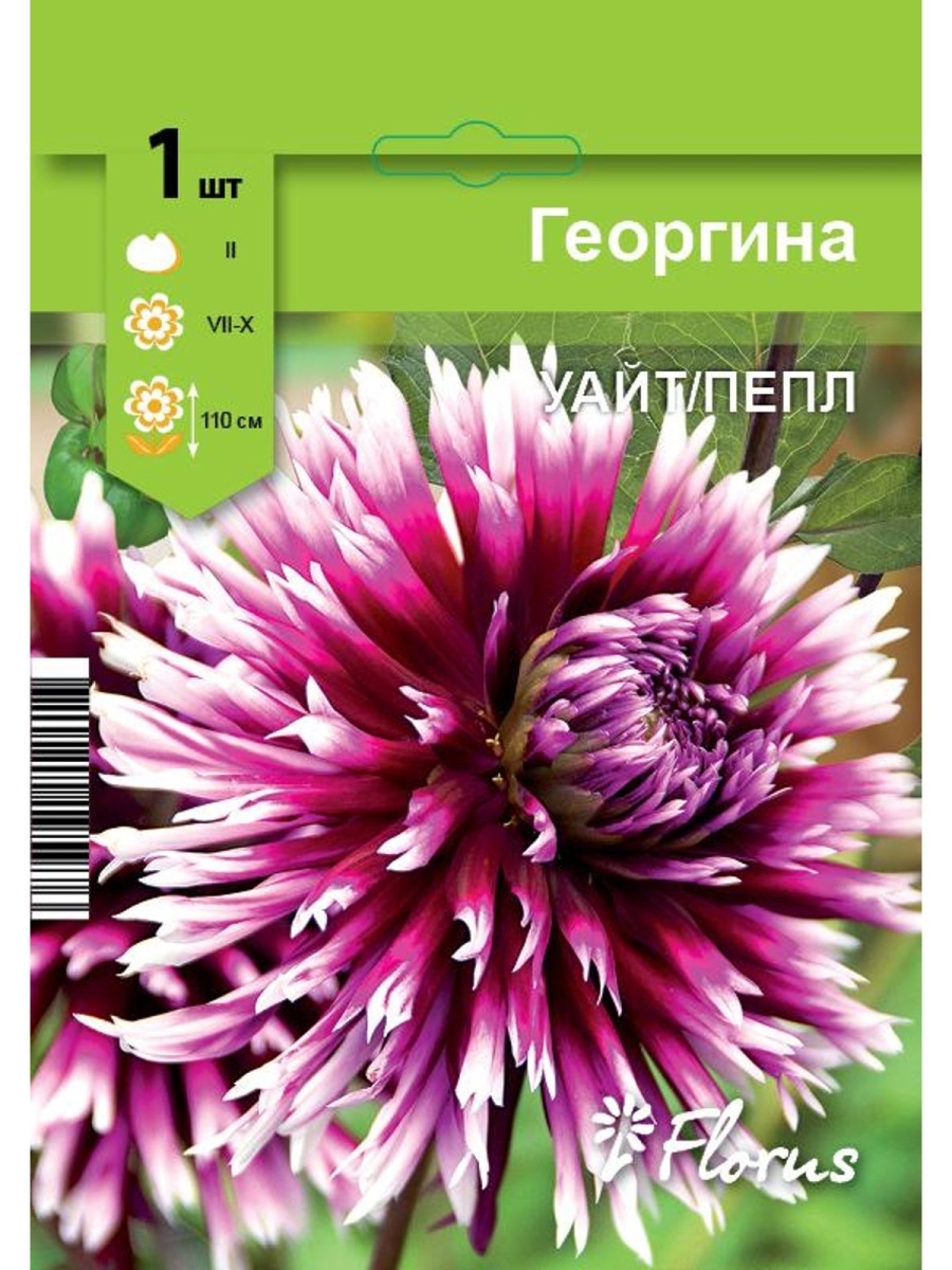 

Луковица Георгина Пепл Уайт
