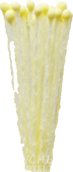 фото Тычинки для цветов светло-желтые мелкие тч-02 avelly, 50 шт.
